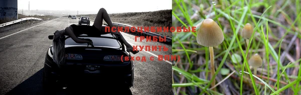 ПСИЛОЦИБИНОВЫЕ ГРИБЫ Волосово